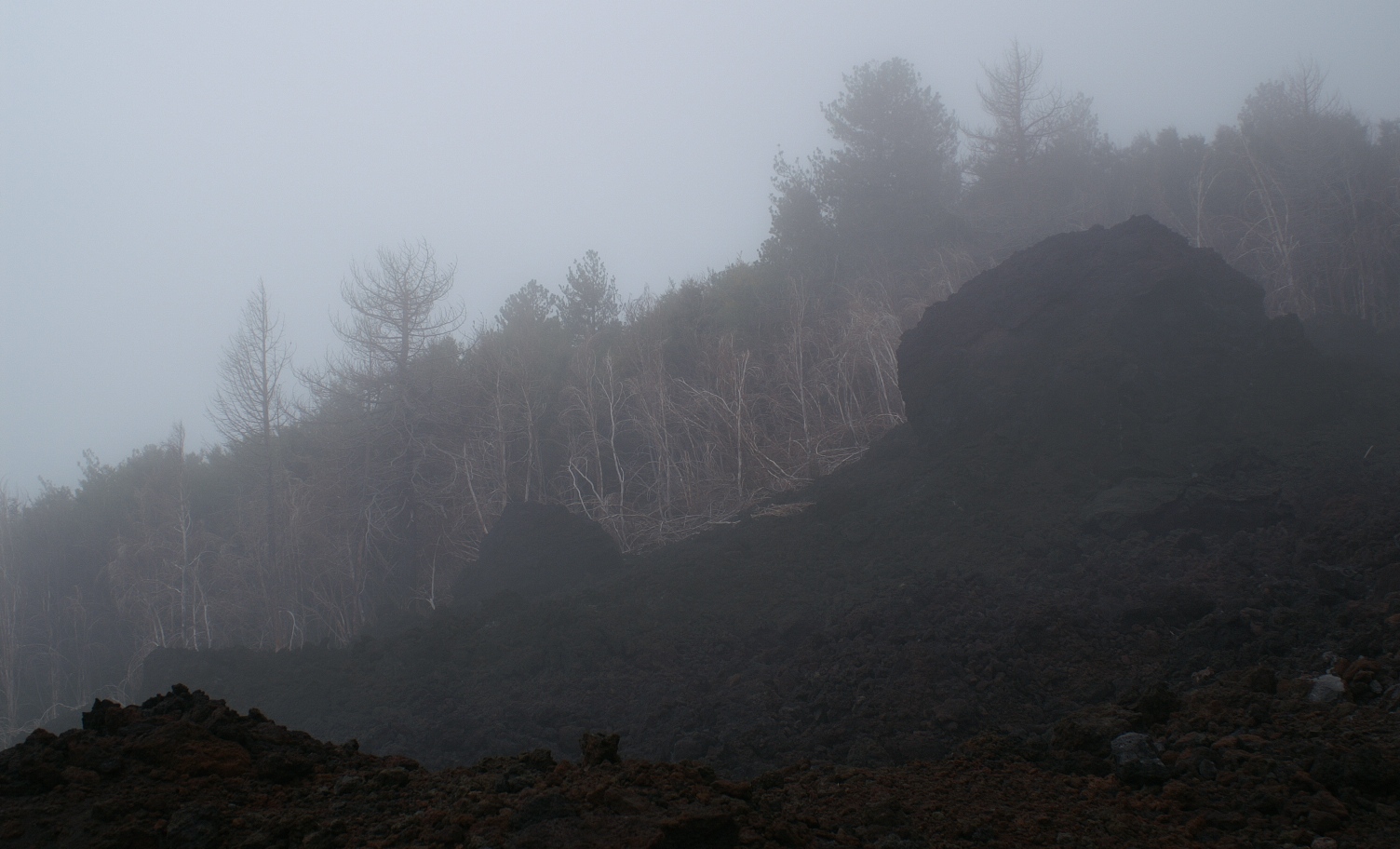 Sudarios de niebla para árboles muertos