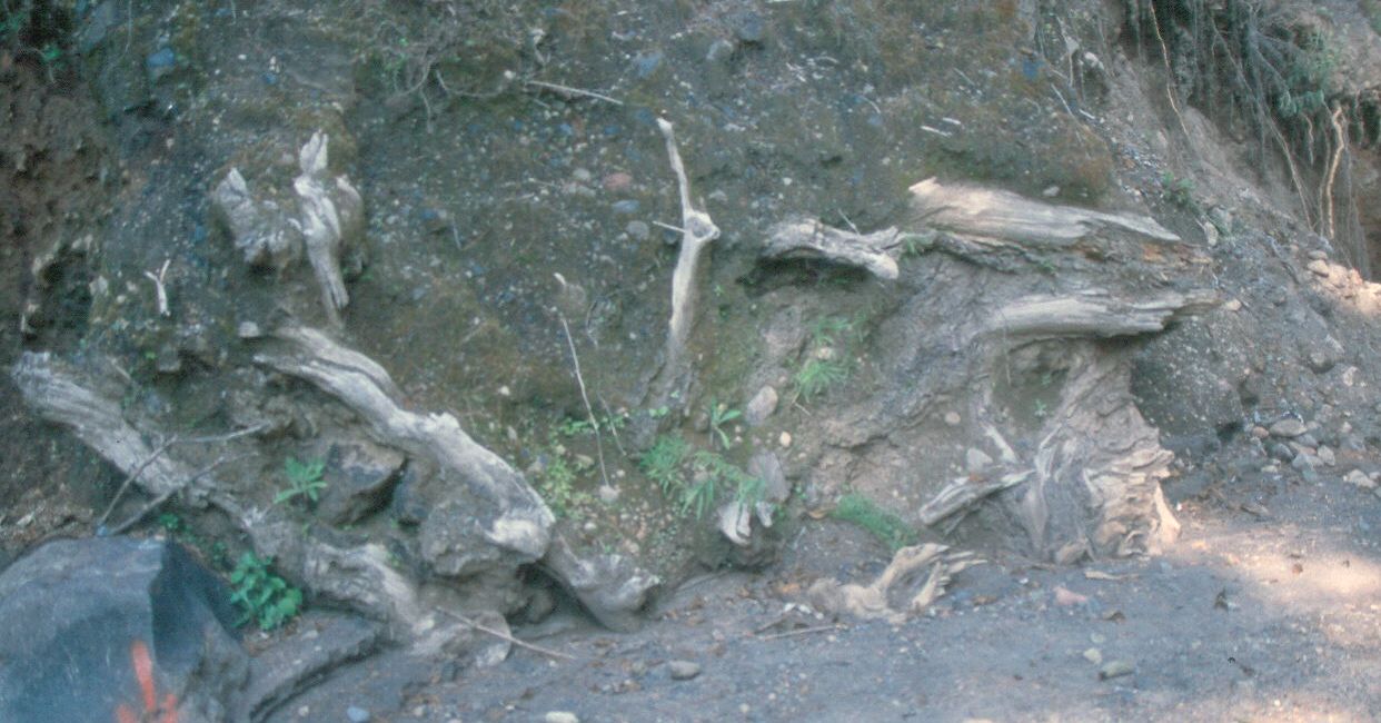 Abundancia de troncos transportados por el lahar